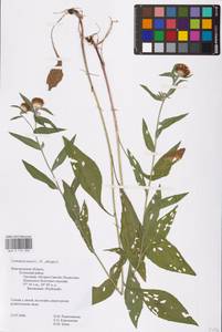 Centaurea ×livonica Weinm., Восточная Европа, Северо-Западный район (E2) (Россия)