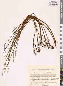 Хвощ приречный, Хвощ топяной L., Сибирь, Чукотка и Камчатка (S7) (Россия)