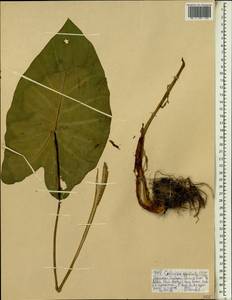 Colocasia esculenta (L.) Schott, Африка (AFR) (Эфиопия)