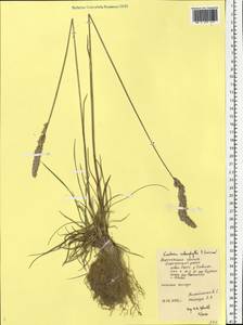 Koeleria macrantha subsp. macrantha, Восточная Европа, Центральный лесостепной район (E6) (Россия)