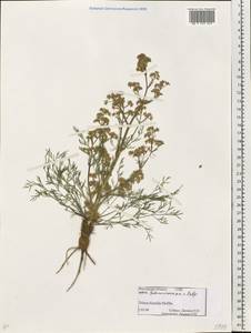 Триния щетинисто-волосистая, Триния щетинистоволосая Hoffm., Восточная Европа, Ростовская область (E12a) (Россия)