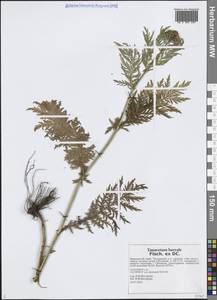 Tanacetum vulgare subsp. vulgare, Сибирь, Дальний Восток (S6) (Россия)