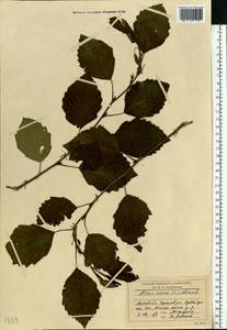 Ольха серая (L.) Moench, Восточная Европа, Московская область и Москва (E4a) (Россия)