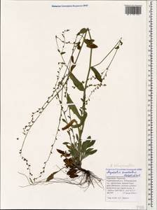 Незабудка воробейниколистная (Willd.) Hornem., Кавказ, Ставропольский край, Карачаево-Черкесия, Кабардино-Балкария (K1b) (Россия)