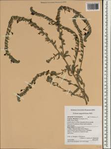 Echium angustifolium, Зарубежная Азия (ASIA) (Кипр)