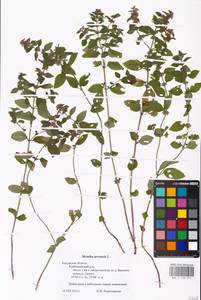 MHA 0 158 072, Мята полевая L., Восточная Европа, Центральный район (E4) (Россия)