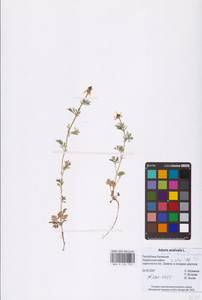 Горицвет летний, Адонис летний L., Восточная Европа, Нижневолжский район (E9) (Россия)