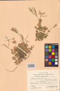 Резуха альпийская L., Восточная Европа, Западно-Украинский район (E13) (Украина)