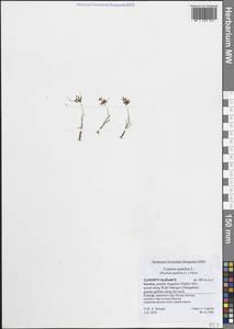 Cyperus pumilus L., Зарубежная Азия (ASIA) (Йемен)