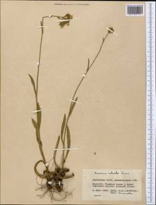 Pilosella echioides subsp. echioides, Средняя Азия и Казахстан, Северный и Центральный Казахстан (M10) (Казахстан)