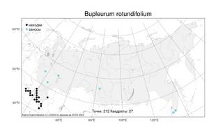 Bupleurum rotundifolium, Володушка круглолистная L., Атлас флоры России (FLORUS) (Россия)