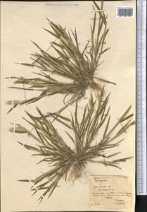 Житняк, Средняя Азия и Казахстан, Копетдаг, Бадхыз, Малый и Большой Балхан (M1) (Туркмения)