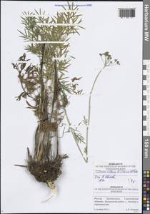 Морковник обыкновенный (L.) Schinz & Thell., Восточная Европа, Нижневолжский район (E9) (Россия)