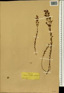 Hypericum aviculariifolium, Зарубежная Азия (ASIA) (Турция)