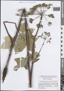 Дудник лекарственный, Дягиль лекарственный L., Восточная Европа, Средневолжский район (E8) (Россия)