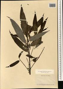 Debregeasia edulis (Siebold & Zucc.) Wedd., Зарубежная Азия (ASIA) (Япония)