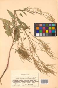 Гулявник волжский M.Bieb. ex E.Fourn., Восточная Европа (без точных пунктов) (E0)