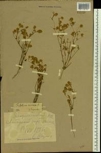 Клевер пашенный L., Восточная Европа, Южно-Украинский район (E12) (Украина)