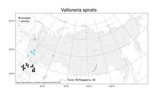 Vallisneria spiralis, Валлиснерия спиральная L., Атлас флоры России (FLORUS) (Россия)