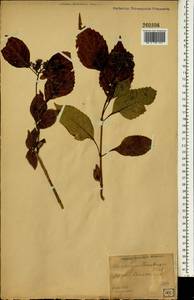 Hydrangea serrata (Thunb.) Ser., Зарубежная Азия (ASIA) (Япония)