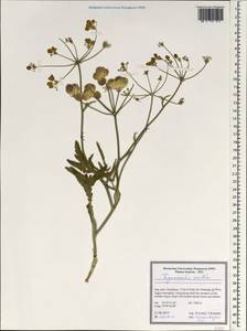 Trigonosciadium viscidulum Boiss. & Hausskn., Зарубежная Азия (ASIA) (Иран)