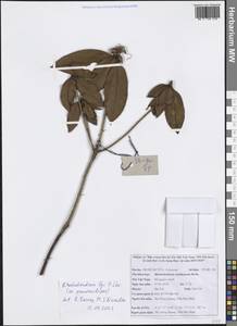 Rhododendron ciliicalyx Franch., Зарубежная Азия (ASIA) (Вьетнам)