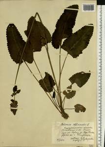 Betonica officinalis subsp. officinalis, Восточная Европа, Западно-Украинский район (E13) (Украина)