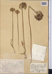 Allium taeniopetalum subsp. mogoltavicum (Vved.) R.M.Fritsch & F.O.Khass., Средняя Азия и Казахстан, Западный Тянь-Шань и Каратау (M3) (Таджикистан)