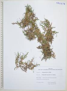 Плаунок наскальный (L.) Spring, Сибирь, Дальний Восток (S6) (Россия)