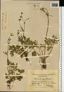 Ranunculus polyanthemos subsp. meyerianus (Rupr.) Elenevsky & Derv.-Sokol., Восточная Европа, Молдавия (E13a) (Молдавия)