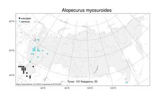 Alopecurus myosuroides, Лисохвост мышехвостниковый Huds., Атлас флоры России (FLORUS) (Россия)