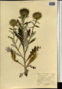 Olgaea lomonossowii (Trautv.) Iljin, Монголия (MONG) (Монголия)