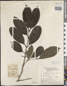 Syzygium cumini (L.) Skeels, Зарубежная Азия (ASIA) (КНР)