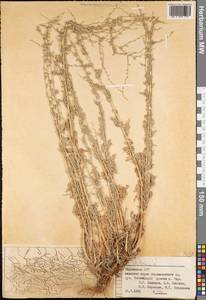 Полынь, Средняя Азия и Казахстан, Памир и Памиро-Алай (M2) (Таджикистан)