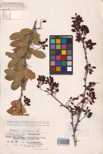 Барбарис обыкновенный L., Восточная Европа, Нижневолжский район (E9) (Россия)