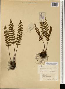 Paragymnopteris marantae subsp. marantae, Зарубежная Азия (ASIA) (КНР)