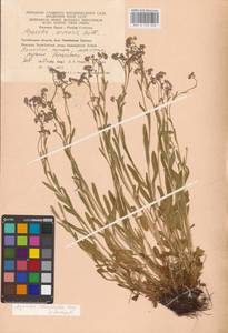 MHA 0 153 450, Myosotis alpestris subsp. suaveolens (Waldst. & Kit. ex Willd.) Strid, Восточная Европа, Восточный район (E10) (Россия)