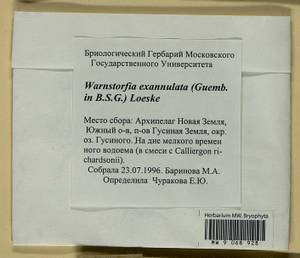 Calliergon richardsonii (Mitt.) Kindb. ex G. Roth, Гербарий мохообразных, Мхи - Архангельская и Вологодская области, Коми, Ненецкий АО (B7) (Россия)