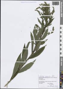 Золотарник гигантский Aiton, Восточная Европа, Волжско-Камский район (E7) (Россия)