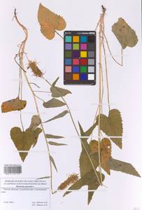 Кольник колосистый L., Восточная Европа, Московская область и Москва (E4a) (Россия)