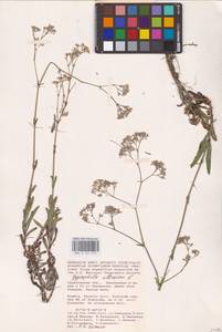 Качим высочайший L., Восточная Европа, Нижневолжский район (E9) (Россия)