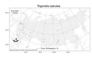 Trigonella caerulea, Пажитник голубой (L.) Ser., Атлас флоры России (FLORUS) (Россия)