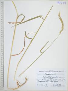 Двукисточник тростниковидный L., Сибирь, Дальний Восток (S6) (Россия)
