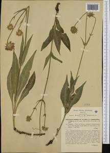 Knautia magnifica Boiss. & Orph., Западная Европа (EUR) (Италия)