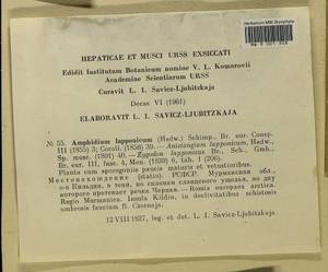 Amphidium lapponicum (Hedw.) Schimp., Гербарий мохообразных, Мхи - Карелия, Ленинградская и Мурманская области (B4) (Россия)
