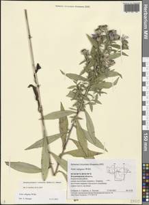 Symphyotrichum × versicolor (Willd.) G. L. Nesom, Восточная Европа, Центральный район (E4) (Россия)