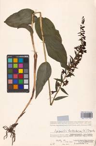 Дремлик широколистный, Дремлик чемерицевый (L.) Crantz, Восточная Европа, Нижневолжский район (E9) (Россия)