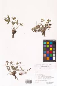 Лапчатка оттопырено-пушистая, Лапчатка поникшая Waldst. & Kit., Восточная Европа, Центральный лесостепной район (E6) (Россия)