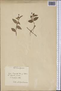 Коммелина, Америка (AMER) (Куба)