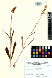 Пальчатокоренник Фукса (Druce) Soó, Сибирь, Прибайкалье и Забайкалье (S4) (Россия)